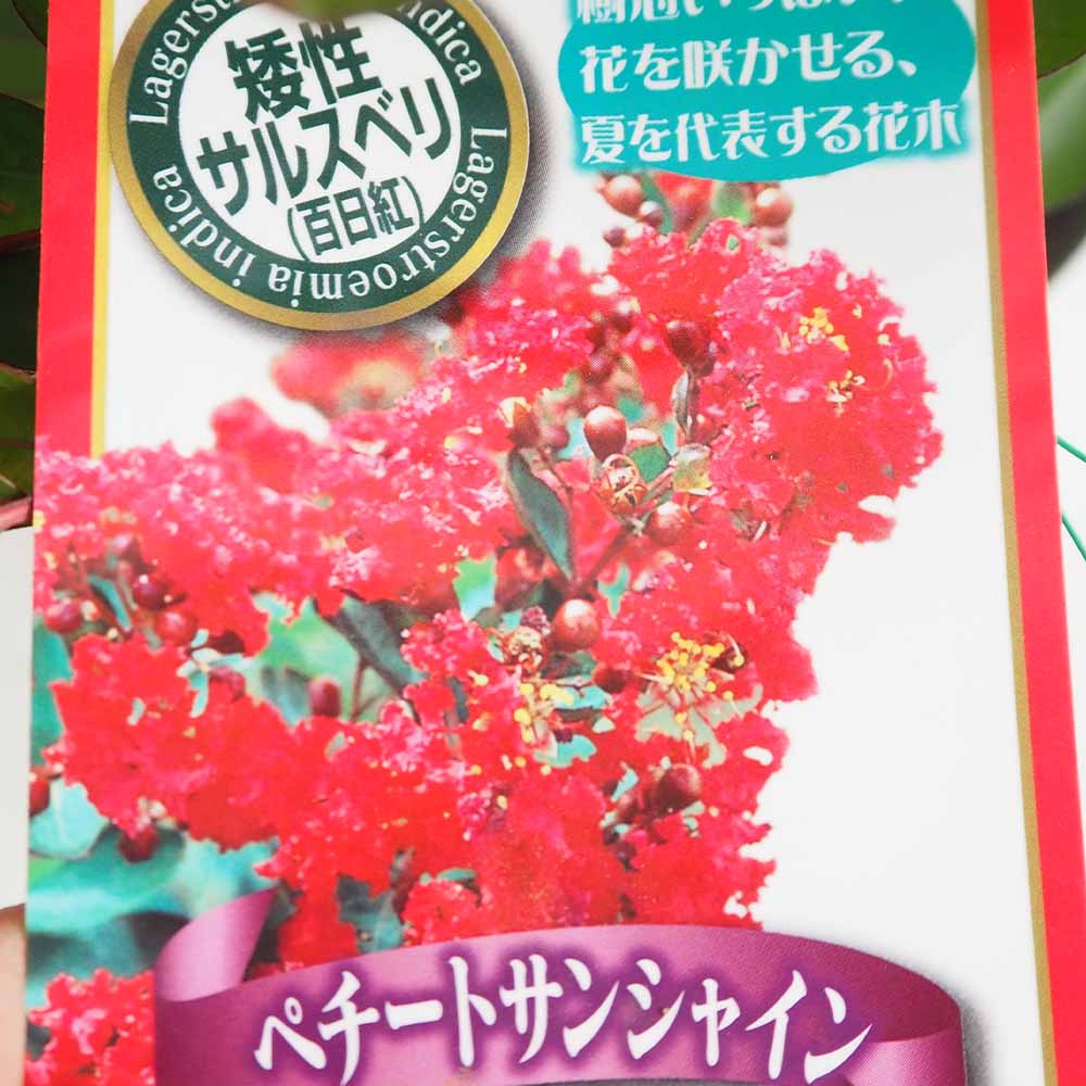 矮性サルスベリの苗木 ペチートサンシャイン レッドインプ 【花木苗 6号／1個売り】