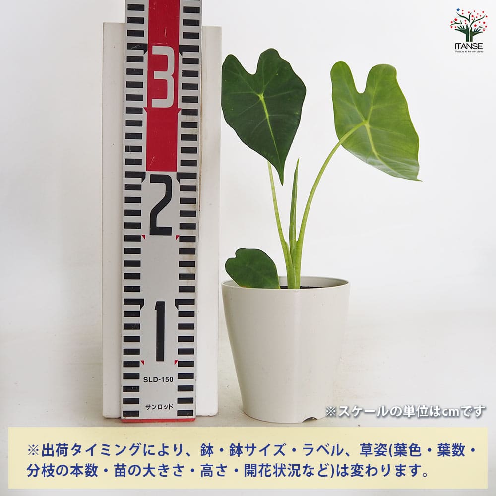 アロカシア グリーンベルベット 【観葉植物 3号／1個売り】｜ 【植物の