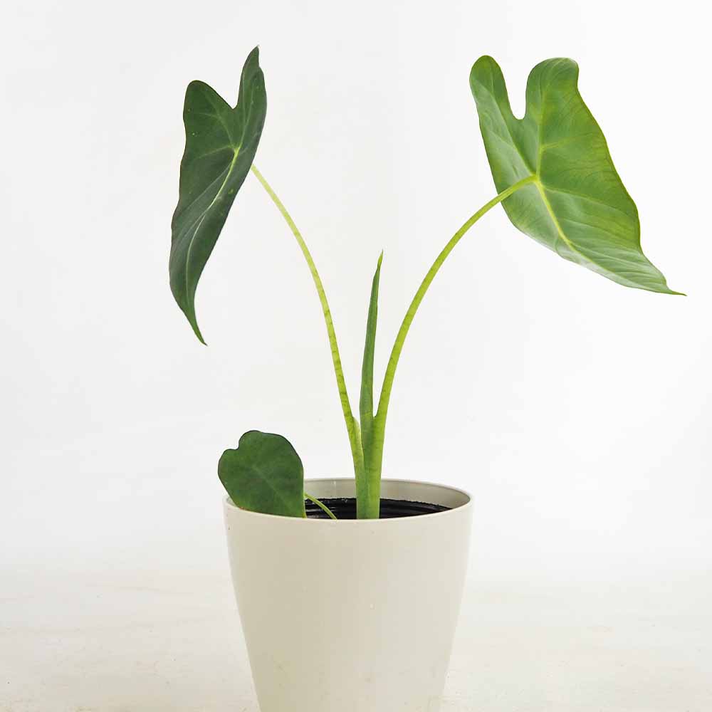 アロカシア グリーンベルベット 【観葉植物 3号／1個売り】