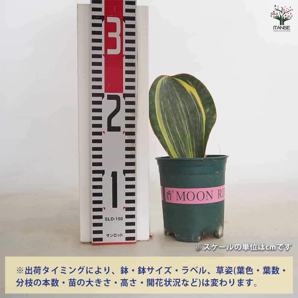 サンスベリア マッソニアーナ斑入り 【観葉植物 3号／1個売り