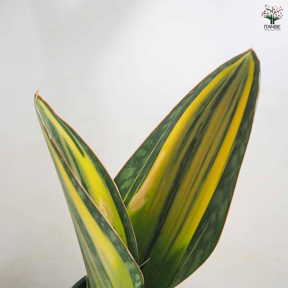 サンスベリア マッソニアーナ斑入り 【観葉植物 3号／1個売り