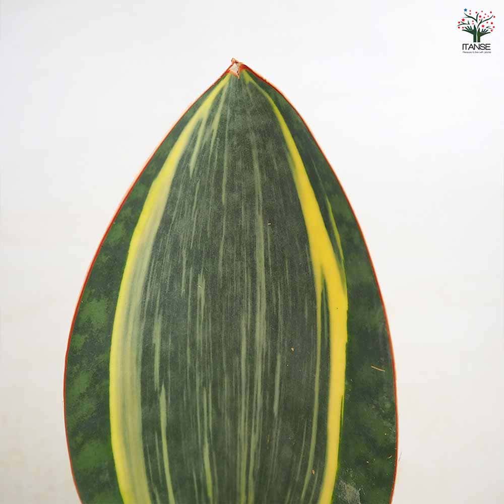 サンスベリア マッソニアーナ斑入り 【観葉植物 3号／1個売り