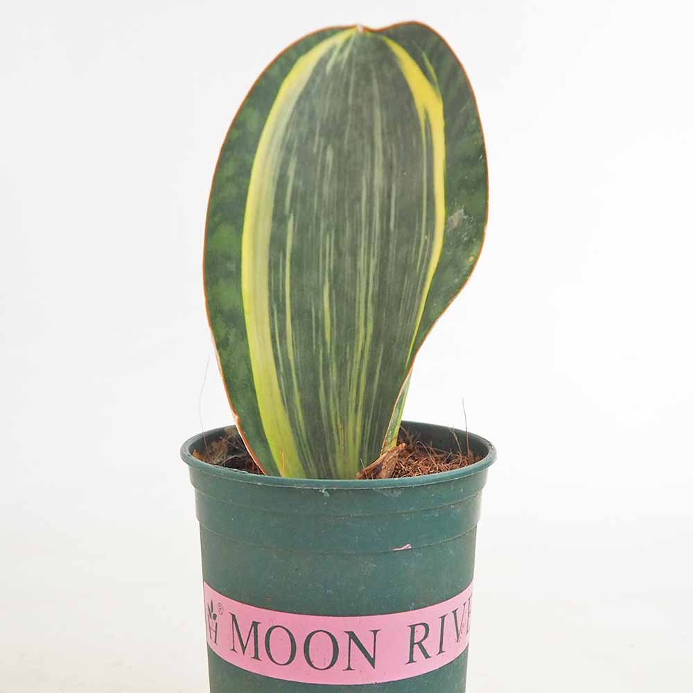サンスベリア マッソニアーナ斑入り 【観葉植物 3号／1個売り