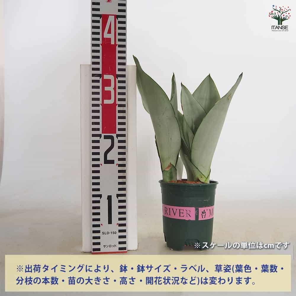 サンスベリア シルバーキング 【観葉植物 3号／1個売り】｜ 【植物の