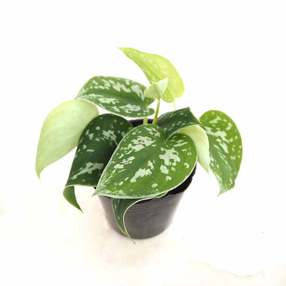 スキンダプサス アルギレウス 【観葉植物 3号／1個売り】｜ 【植物の