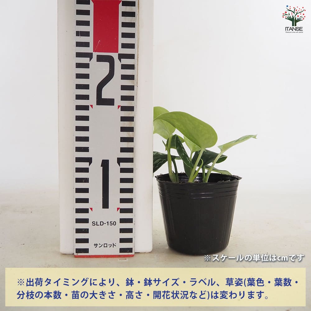 スキンダプサス アルギレウス 【観葉植物 3号／1個売り】｜ 【植物の