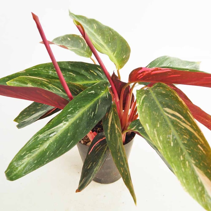 アロカシア ジャックリン 【観葉植物 2.5号／1個売り】｜ 【植物の