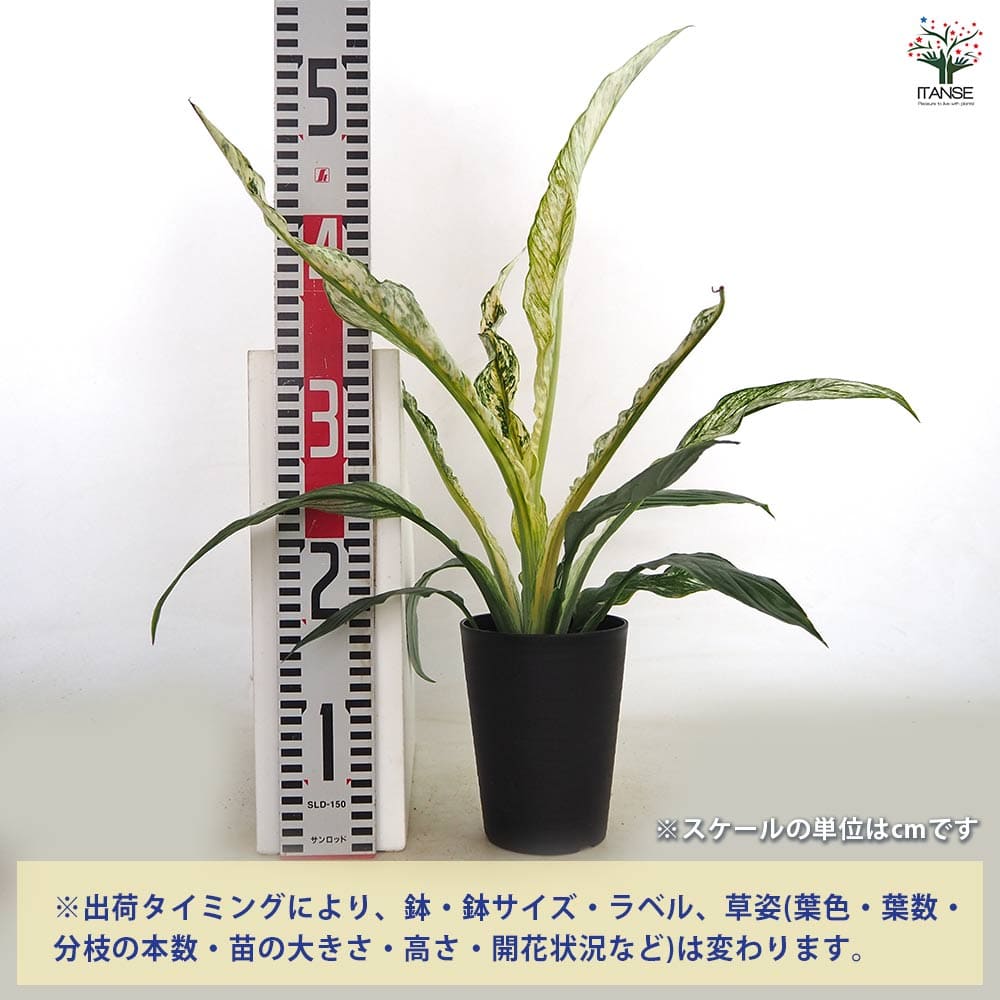 スパティフィラム センセーション バリエガータ 【観葉植物 4号／1個 