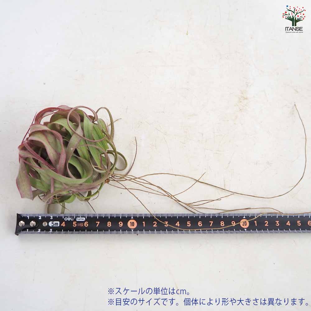 観葉植物）エアープランツ チランジア エリック ノブロック（1株 
