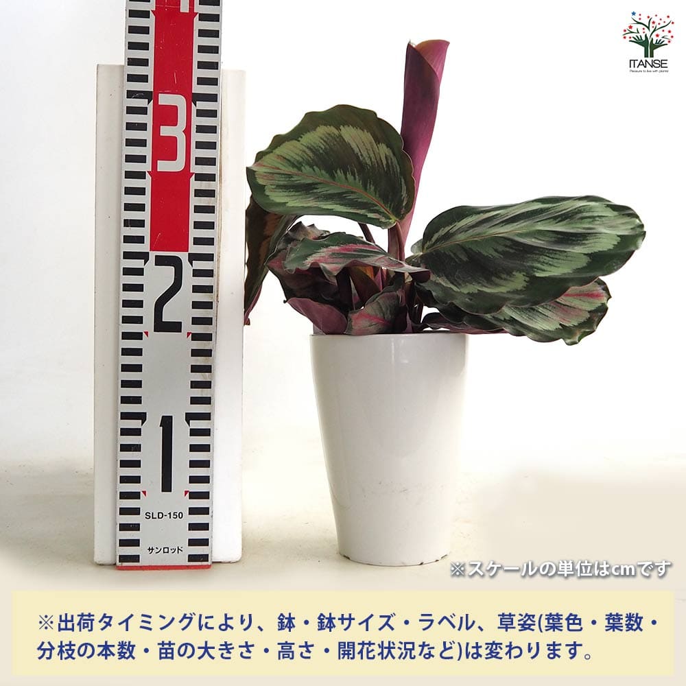 カラテア メダリオンV 【観葉植物 4号】｜ 【植物のITANSE】全品