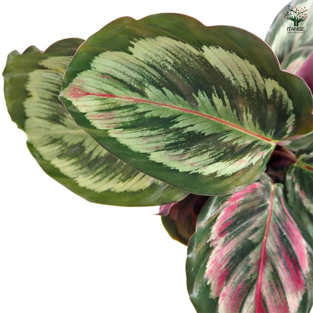 カラテア メダリオンV 【観葉植物 4号】｜ 【植物のITANSE】全品