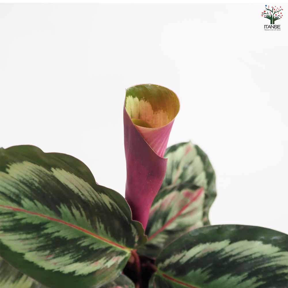 カラテア メダリオンV 【観葉植物 4号】｜ 【植物のITANSE】全品
