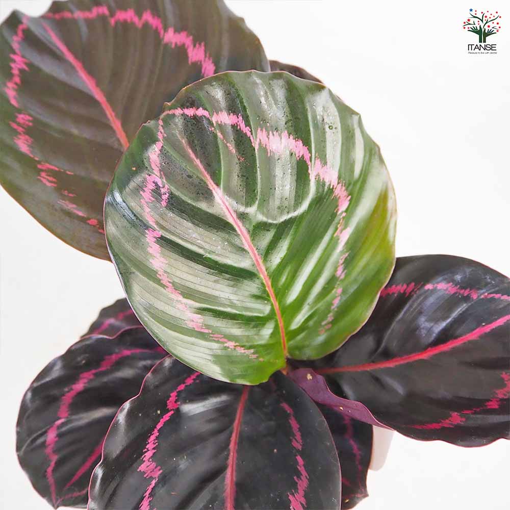 カラテア ドッティ 【観葉植物 4号】｜ 【植物のITANSE】全品 
