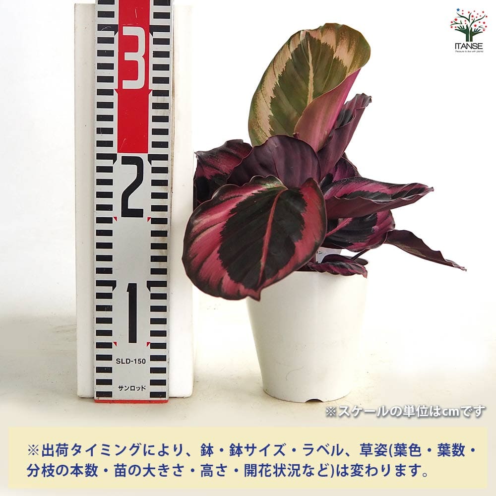 カラテア レッドモジョ 【観葉植物 4号】｜ 【植物のITANSE 