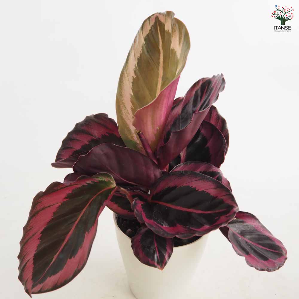 カラテア レッドモジョ 【観葉植物 4号】｜ 【植物のITANSE