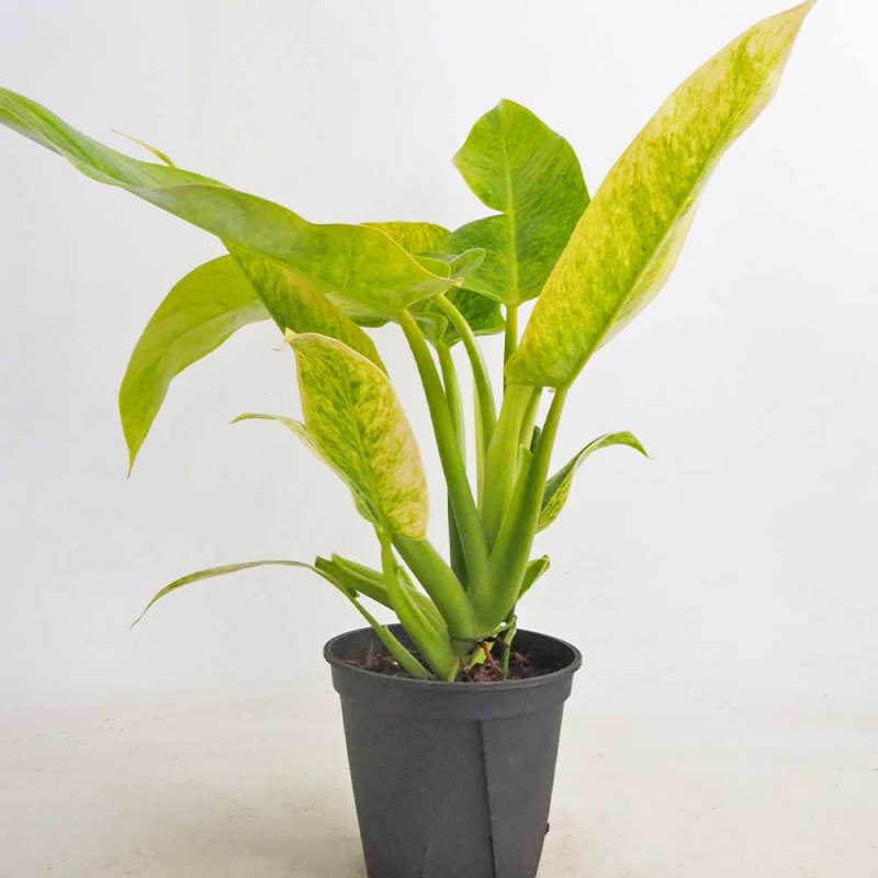 サンスベリア マッソニアーナ斑入り 【観葉植物 3号／1個売り