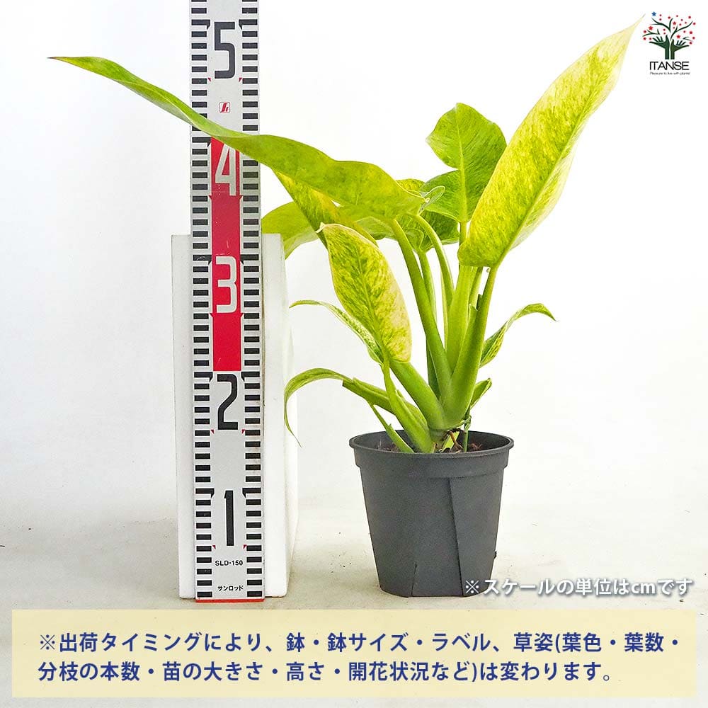 フィロデンドロン カルキンスゴールド 【観葉植物 5号／1個売り