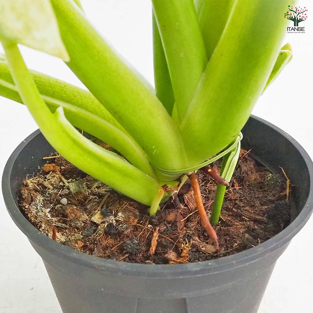フィロデンドロン カルキンスゴールド 【観葉植物 5号／1個売り