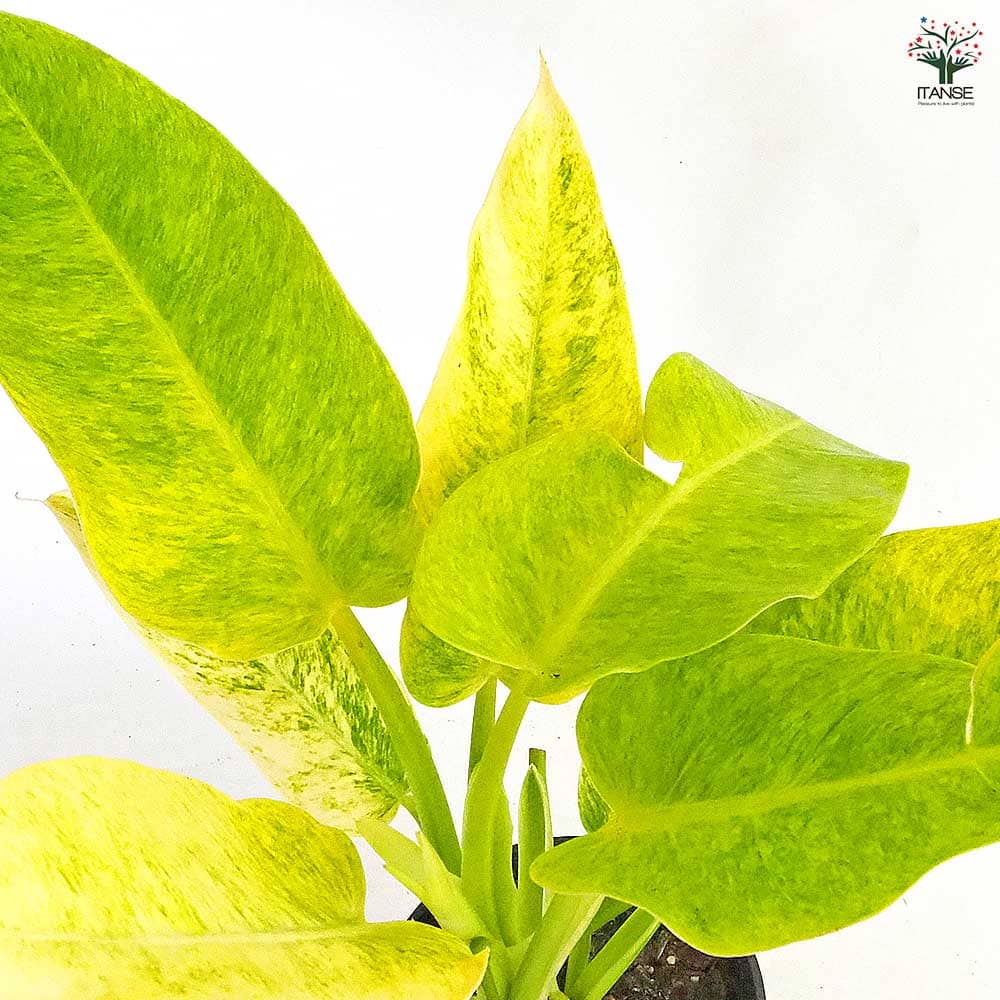 フィロデンドロン カルキンスゴールド 【観葉植物 5号／1個売り