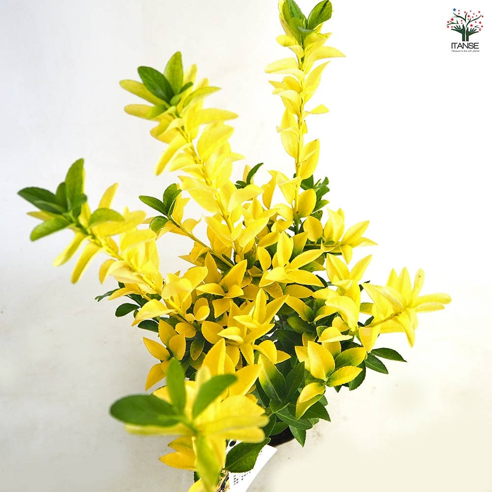 マサキ 黄金マサキ 【花木苗 5号／1個売り】｜ 【植物のITANSE