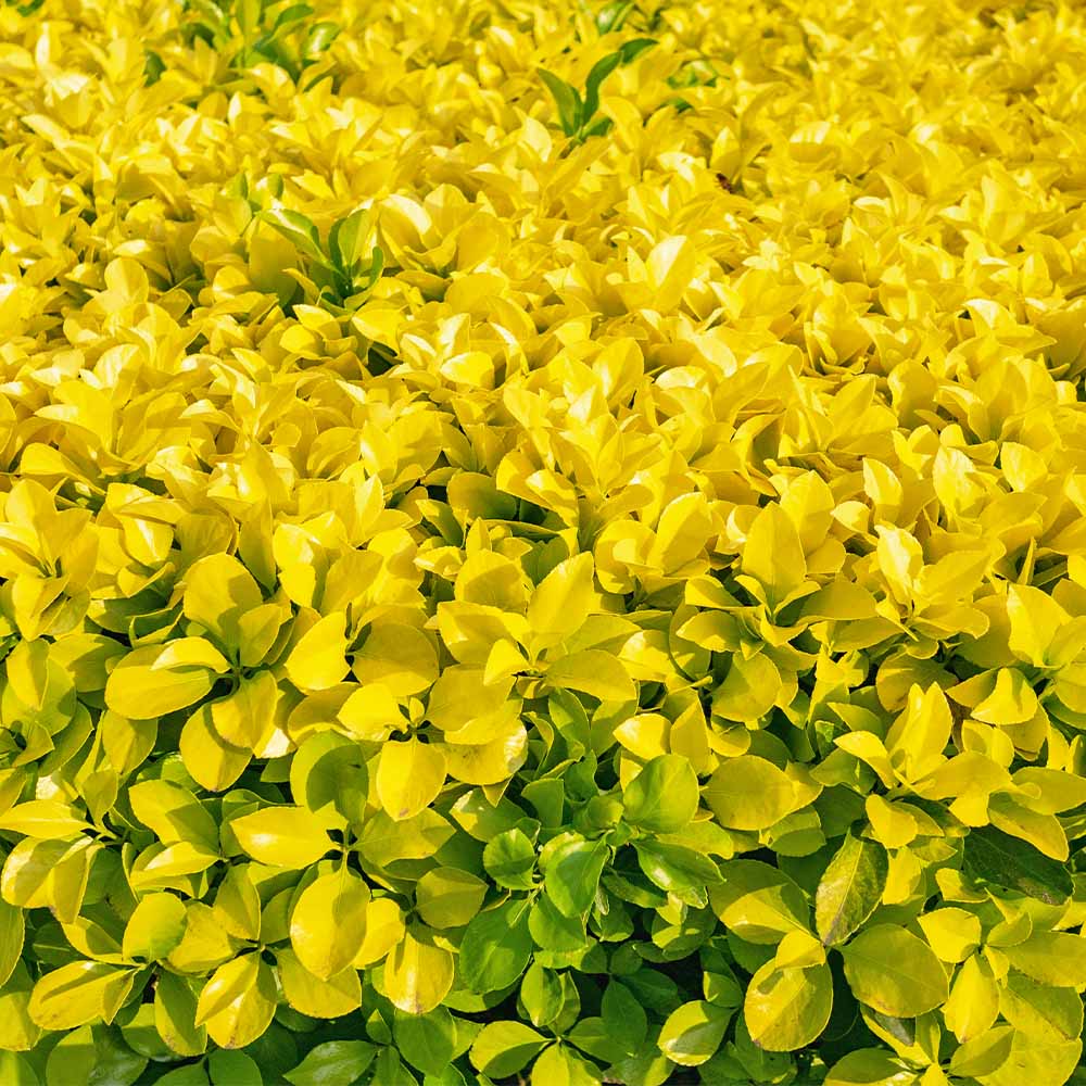 マサキ 黄金マサキ 【花木苗 5号／1個売り】｜ 【植物のITANSE