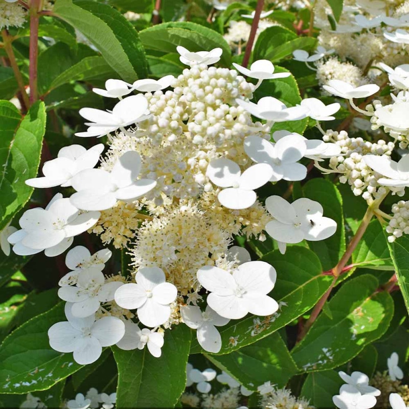ハオルチア ピリフェラ錦 【多肉植物 2.5号ポット】｜ 【植物の