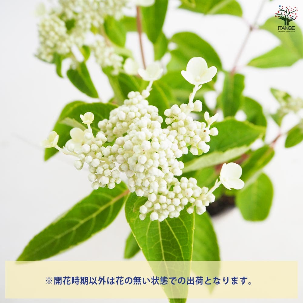 ノリウツギ ダルマノリウツギ 【花木苗 4号／1個売り】｜ 【植物の