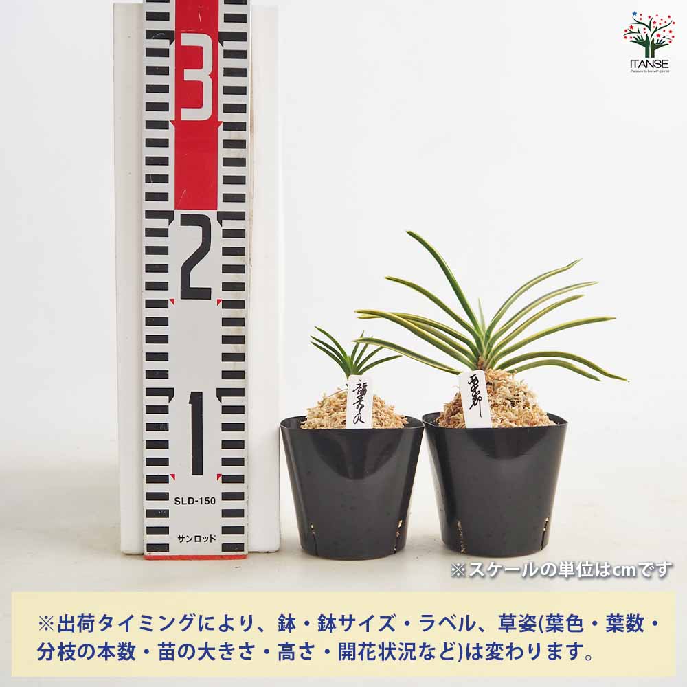 富貴蘭 品種見計らい 【花苗 2.5号】｜ 【植物のITANSE】全品