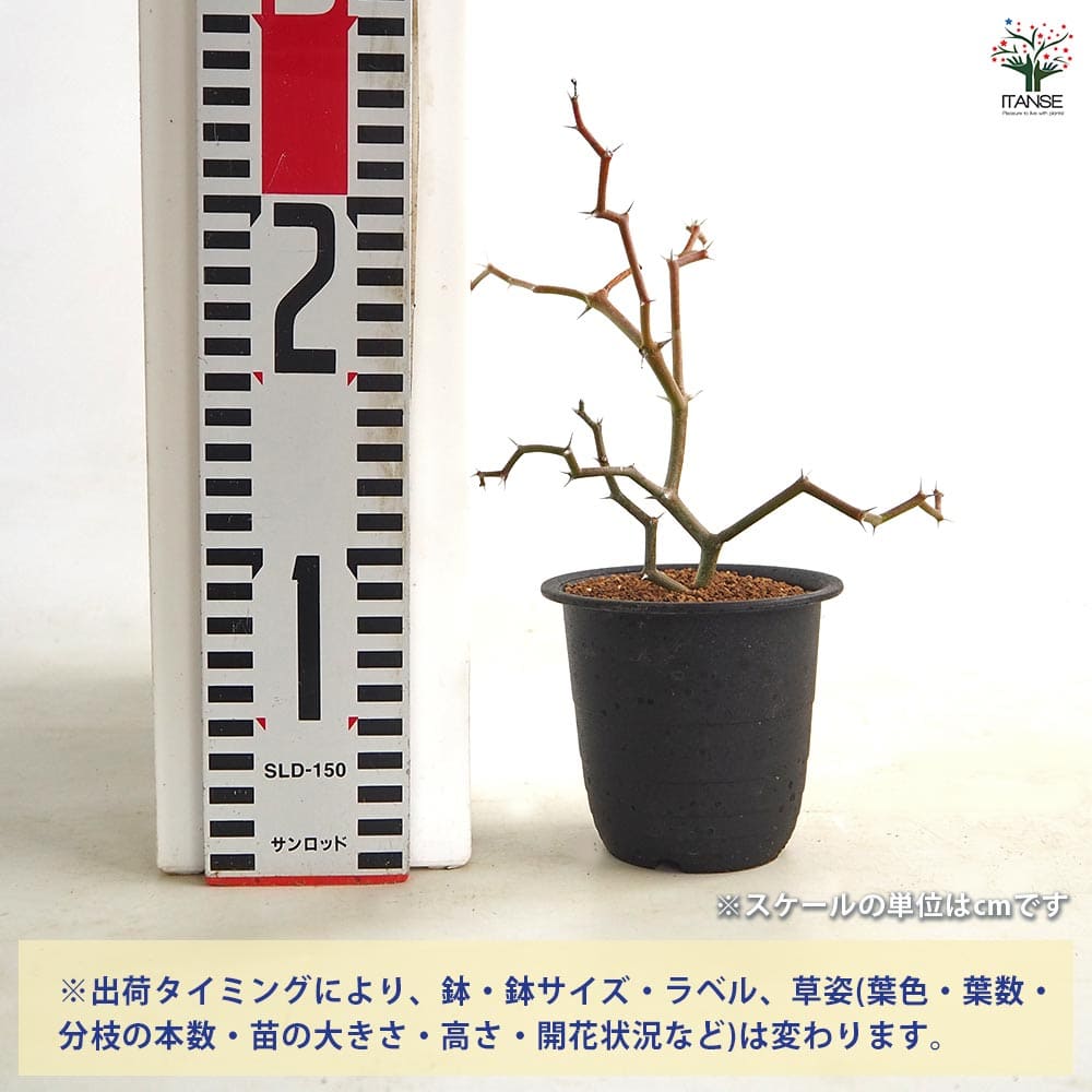 デカリア マダガスカリエンシス 【多肉植物 3号／1個売り】｜ 【植物の