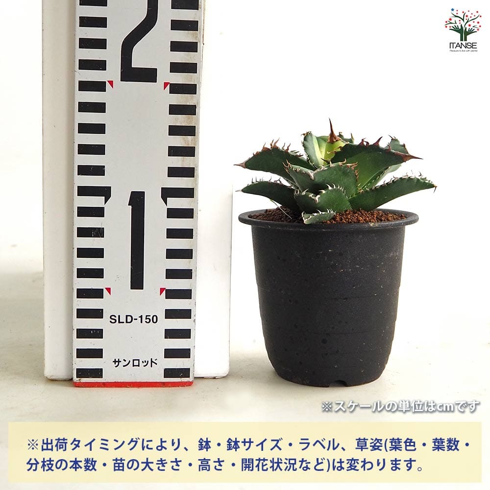 アガベ チタノタ ソーラーエクリプス 【多肉植物 3号／1個売り