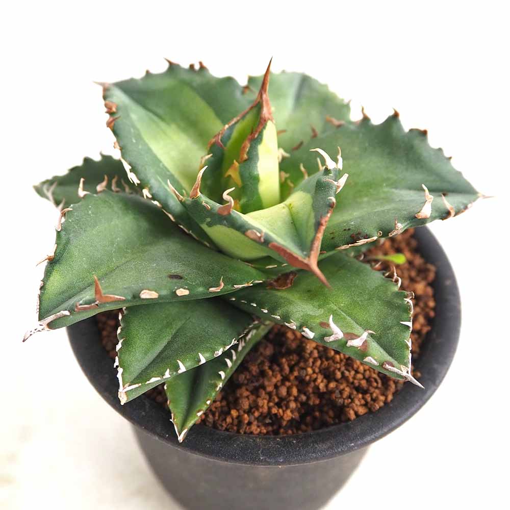 アガベ チタノタ ソーラーエクリプス 【多肉植物 3号／1個売り
