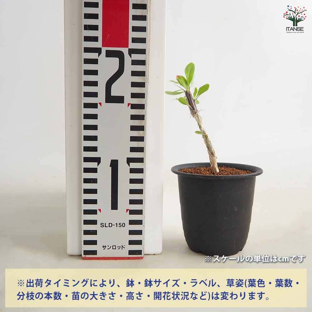 フォークイエリア スプレンデンス ブレビフローラ 【多肉植物 3号／1個