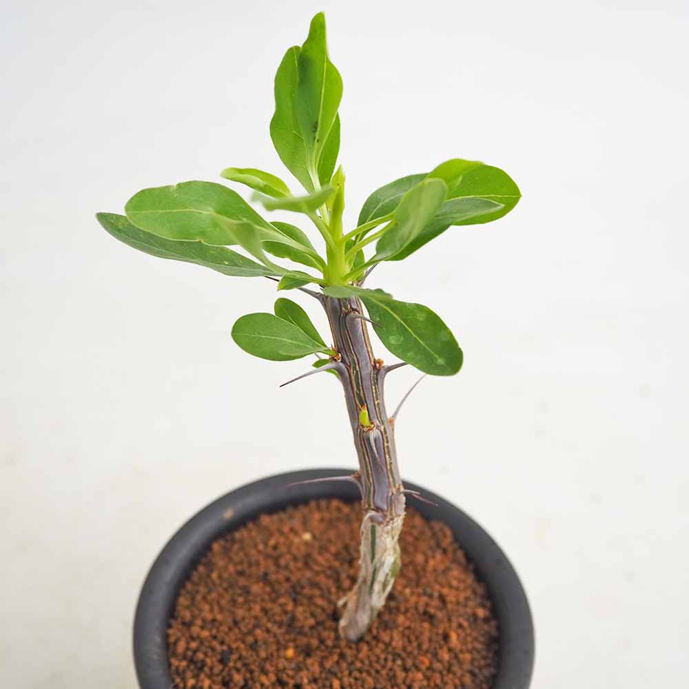 フォークイエリア スプレンデンス ブレビフローラ 【多肉植物 3号／1個売り】