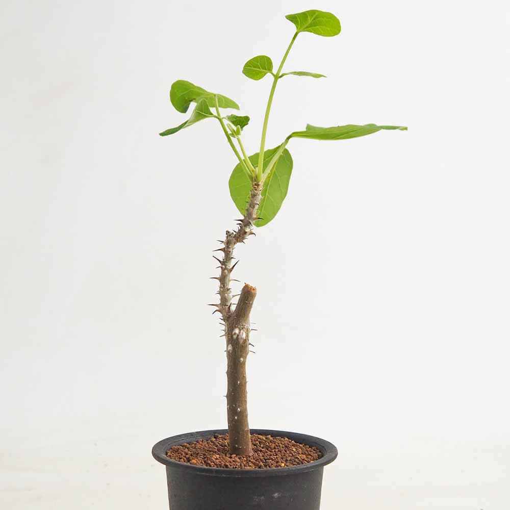 エリスリナ メラナカンサ 【多肉植物 3号／1個売り】