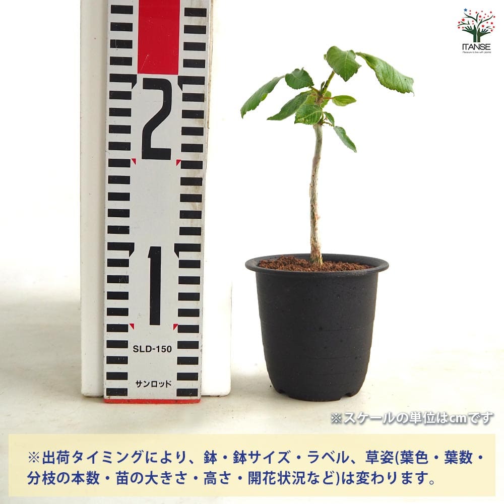 コミフォラ エデュリス Archers Post 【多肉植物 3号／1個売り