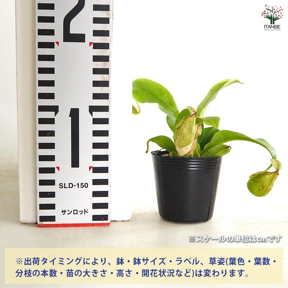 食虫植物 ウツボカズラ (ネペンテス) フーケリアナ 【観葉植物 2号