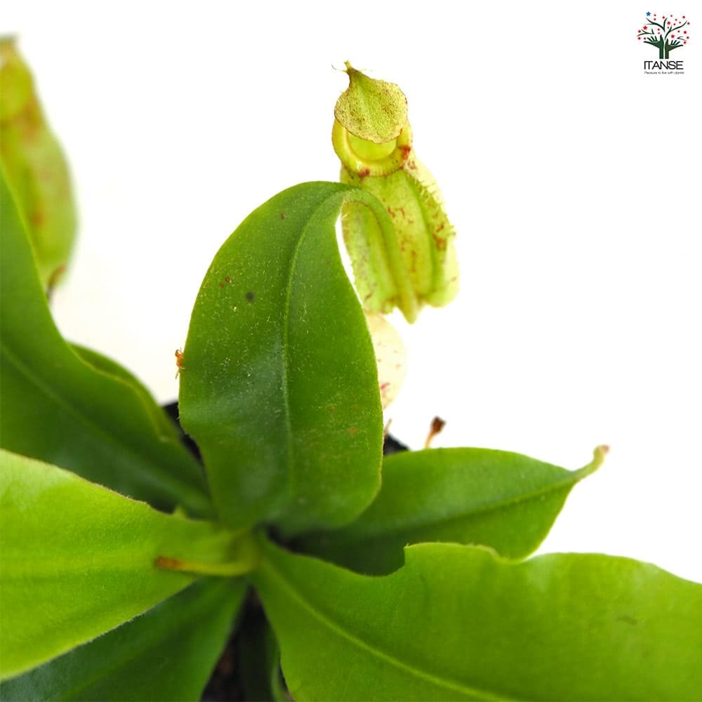 食虫植物 ウツボカズラ (ネペンテス) フーケリアナ 【観葉植物 2号