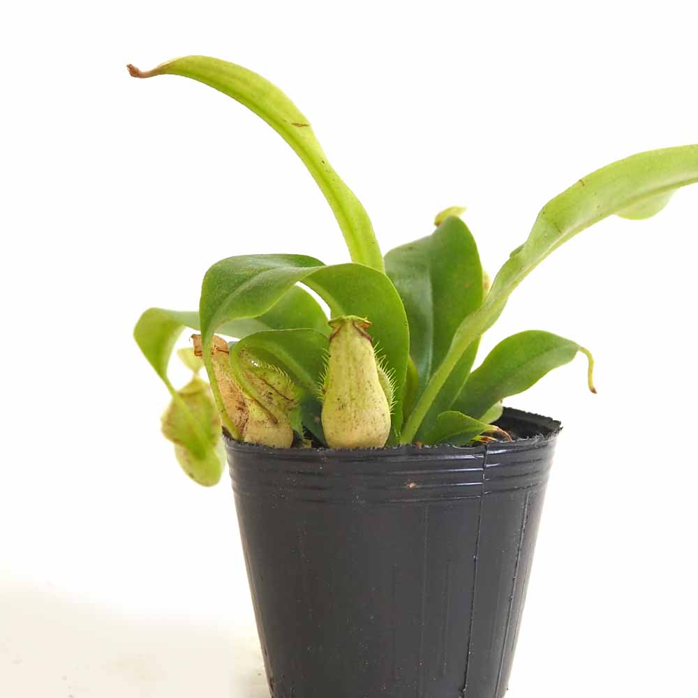 食虫植物 ウツボカズラ (ネペンテス) フーケリアナ 【観葉植物 2号