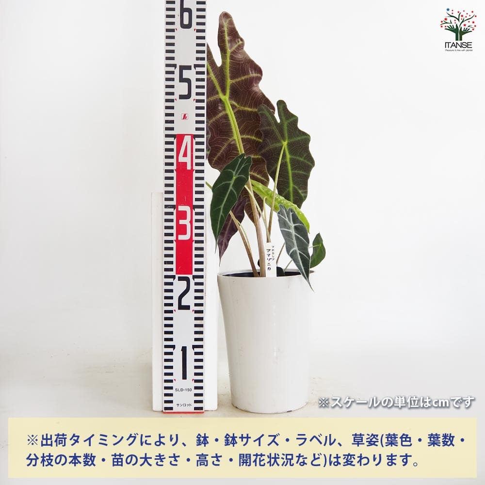 アロカシア アマゾニカ 【観葉植物 6号／1個売り】｜ 【植物の