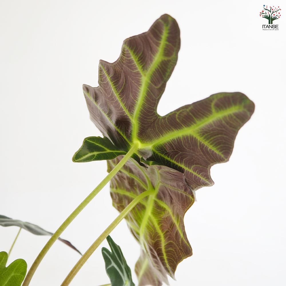 アロカシア アマゾニカ 【観葉植物 6号／1個売り】｜ 【植物の