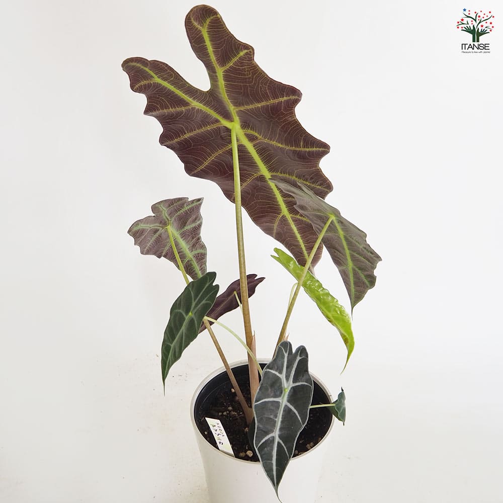 アロカシア アマゾニカ 【観葉植物 6号／1個売り】｜ 【植物の
