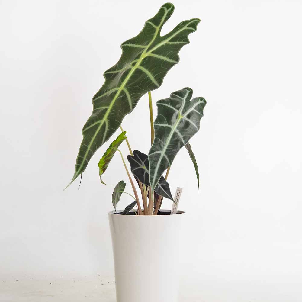 アロカシア アマゾニカ 【観葉植物 6号／1個売り】