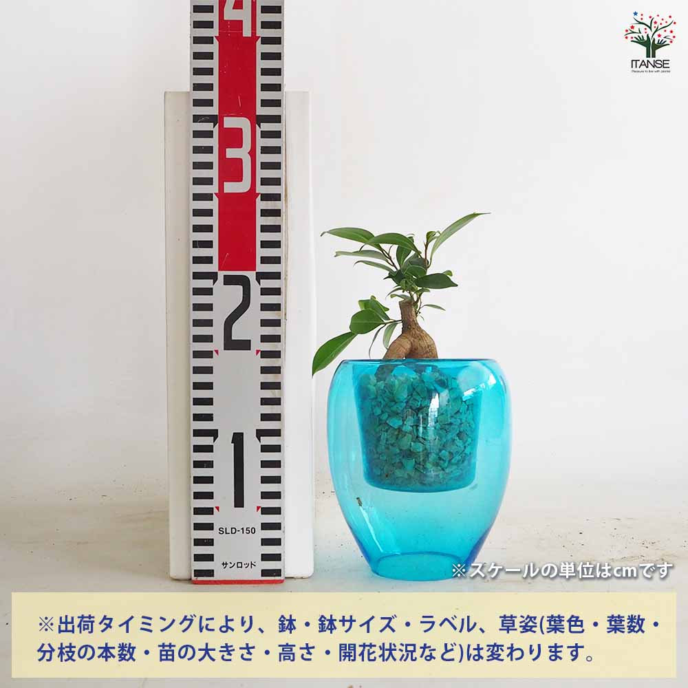 ガジュマル ガラス鉢 【観葉植物 5号／1個売り】｜ 【植物の