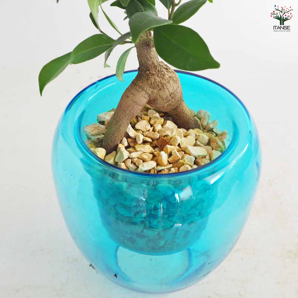 ガジュマル ガラス鉢 【観葉植物 5号／1個売り】｜ 【植物の