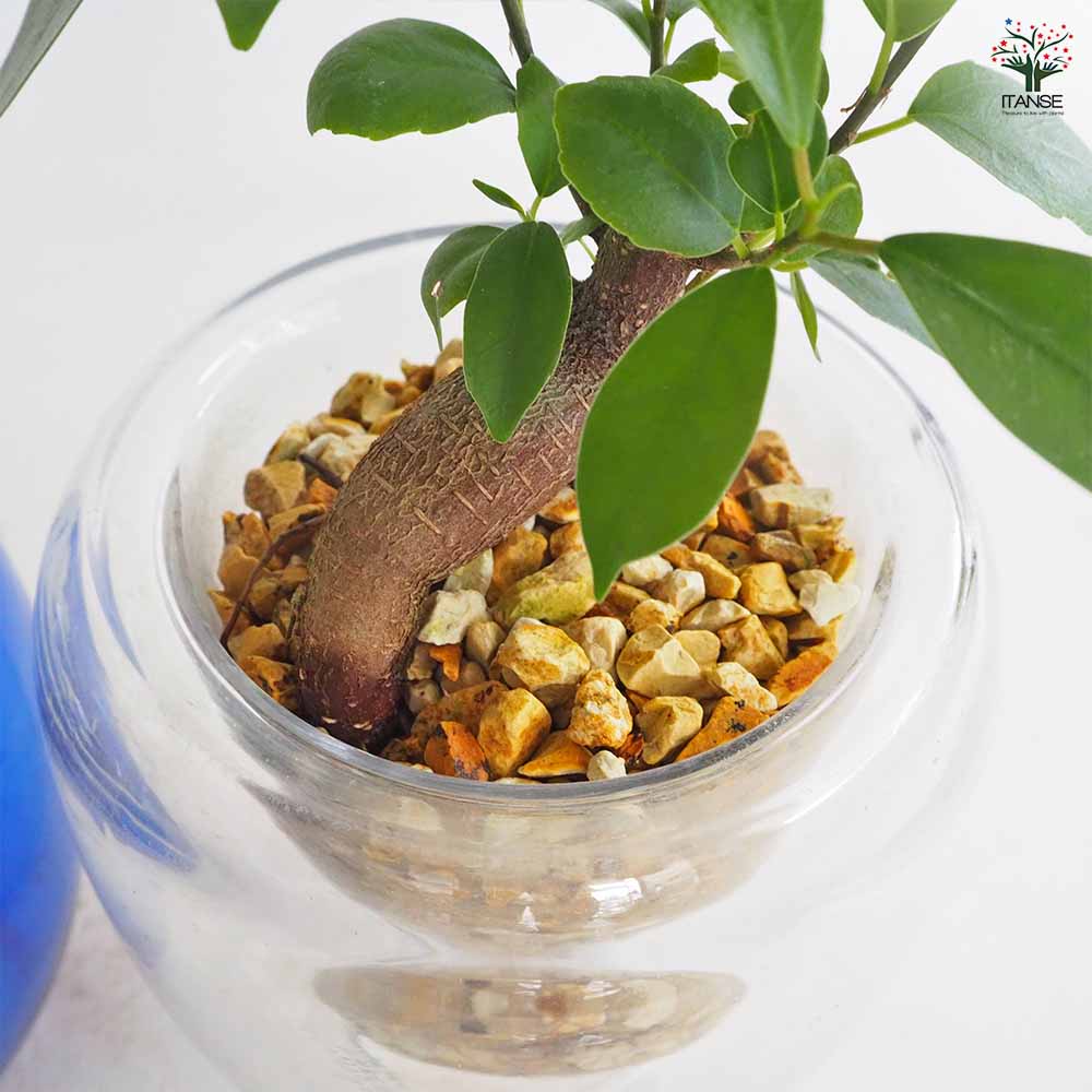 ガジュマル ガラス鉢 【観葉植物 5号／1個売り】｜ 【植物の