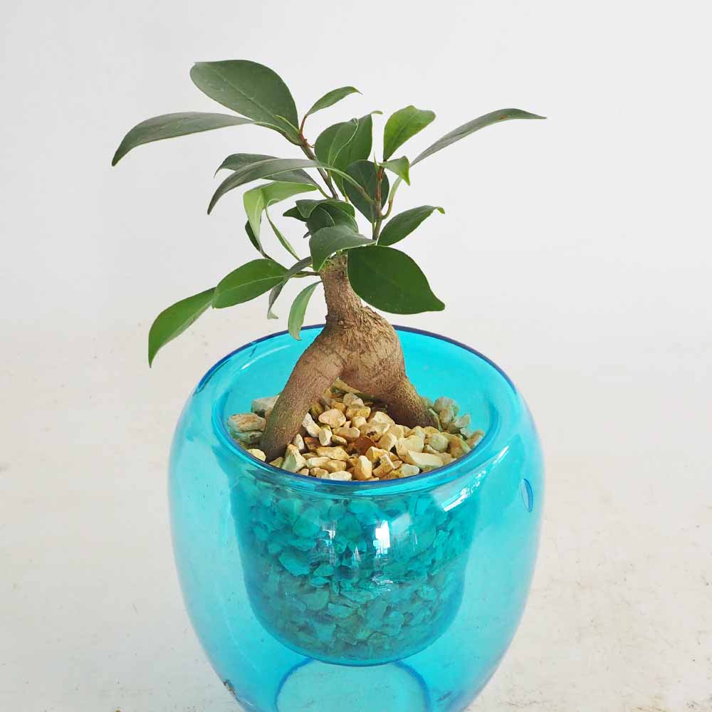 ガジュマル ガラス鉢 【観葉植物 5号／1個売り】｜ 【植物の