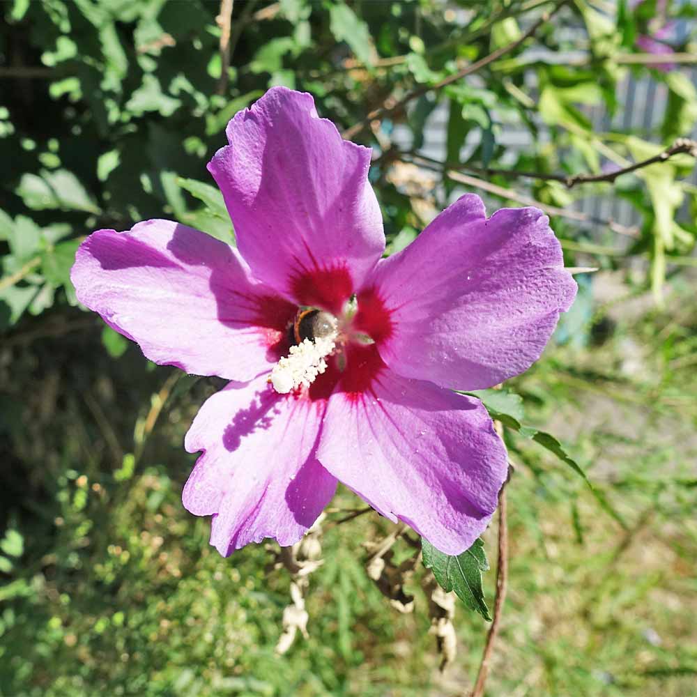 ムクゲ 角倉花笠 【花木苗 2.5号】