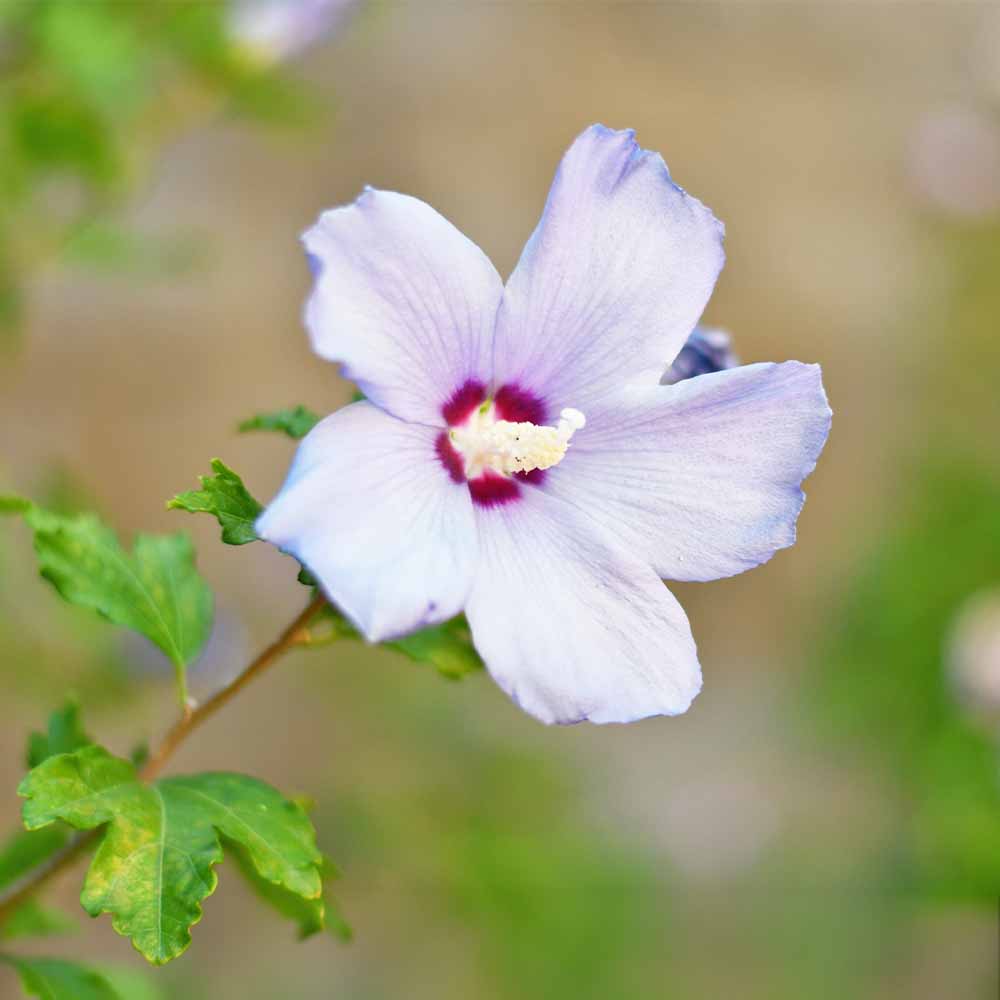 ムクゲ 青花 【花木苗 2.5号】｜ 【植物のITANSE】全品送料無料
