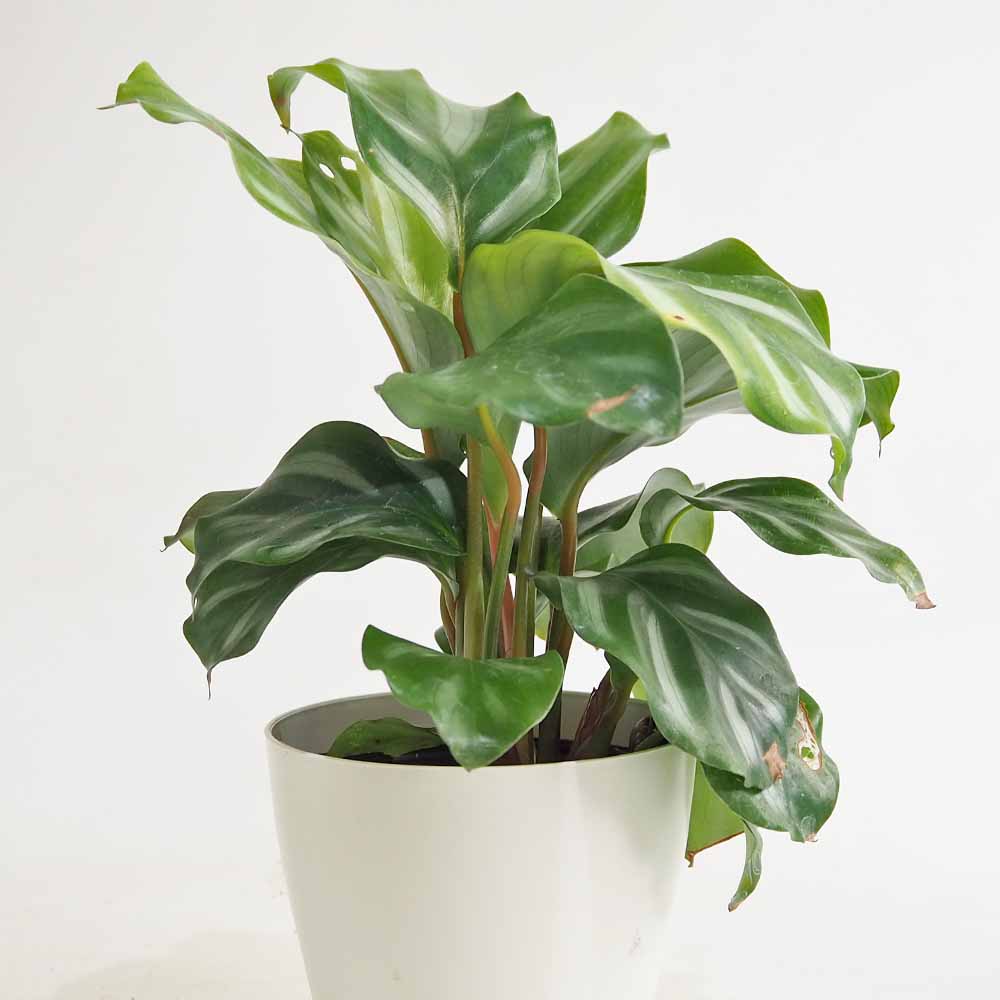 カラテア オルビフォリア べサール 【観葉植物 4号】