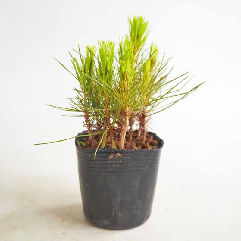 ムラサキオモト オーロラ 【観葉植物 3.5号ポット】｜ 【植物の